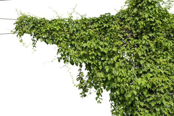 Подъем на виноградную лозу изолирован на белом фоне. Обрезной путь