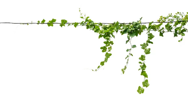 Plantas Hiedra Vinos Sobre Postes Sobre Fondo Blanco —  Fotos de Stock