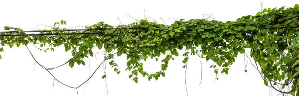 Плющ растений. Виноград на столбах на белом фоне
