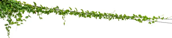 Planten Klimop Wijnstokken Palen Witte Achtergrond — Stockfoto