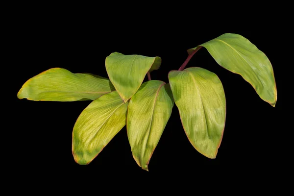 Tropical Green Leaves Planta Aislada Sobre Fondo Negro Con Ruta —  Fotos de Stock