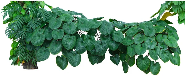 Tropické Zelené Listy Listí Jungle Rostliny Keře Izolované Bílém Pozadí — Stock fotografie