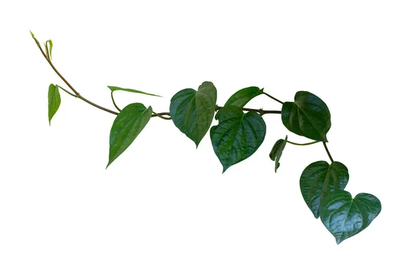Betel Creeper Plant Isolated White Background Clipping Path Included — Stock Photo, Image