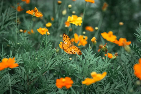 Motýl Kosmu Květinové Pole Přírodní Zahrada — Stock fotografie