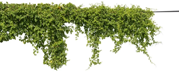 Popínavá Rostlina Lezení Izolované Bílém Pozadí Výstřižkem Cesta Zahrnuta — Stock fotografie