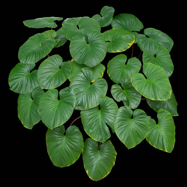 Tropické Zelené Listy Listí Jungle Rostliny Keře Izolované Černém Pozadí — Stock fotografie
