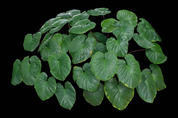 Tropické Zelené Listy Listí Jungle Rostliny Keře Izolované Černém Pozadí — Stock fotografie