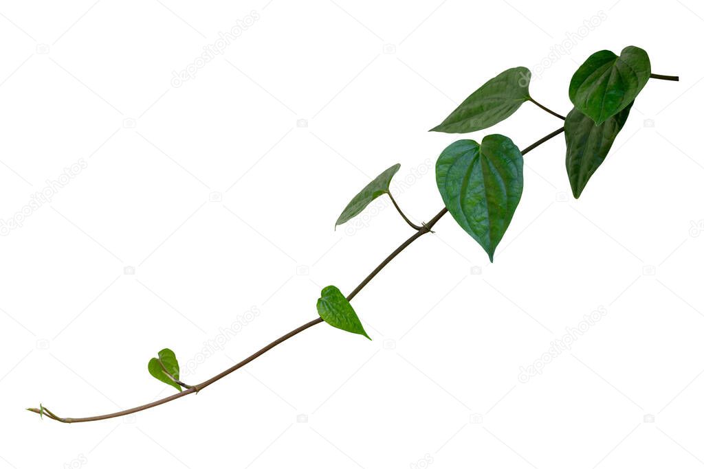 Betel, creeper plant isolated on white background with clipping path included.