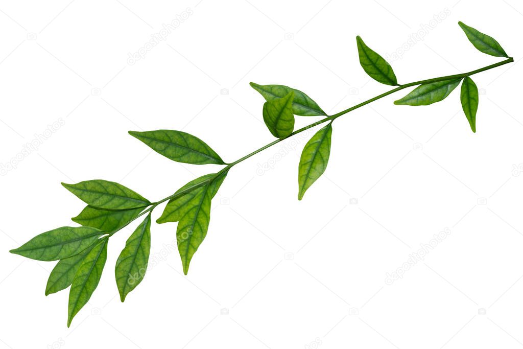 Green Leaves isolated on white background with clipping path included.