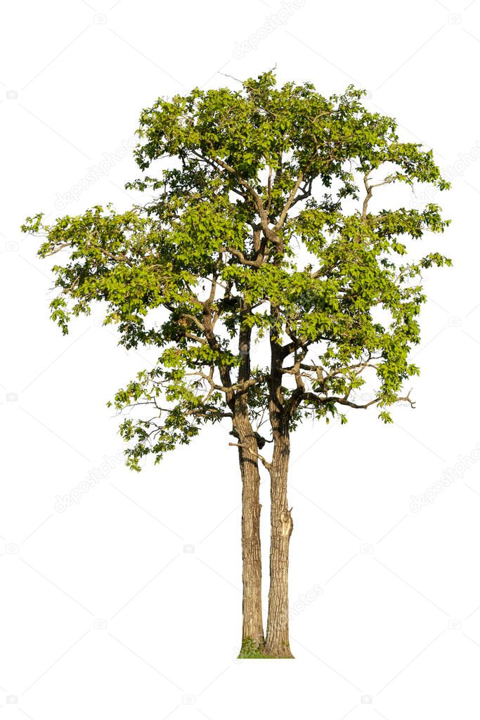 Tree Against Isolated White Background Clipping path