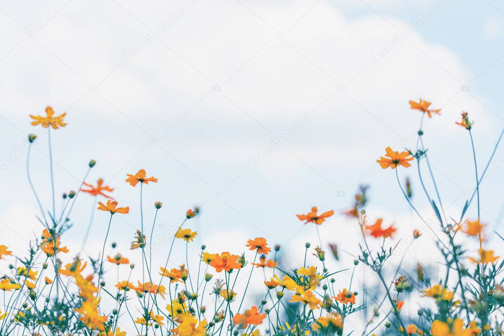 Cosmos flower field with blue sky and cloud background