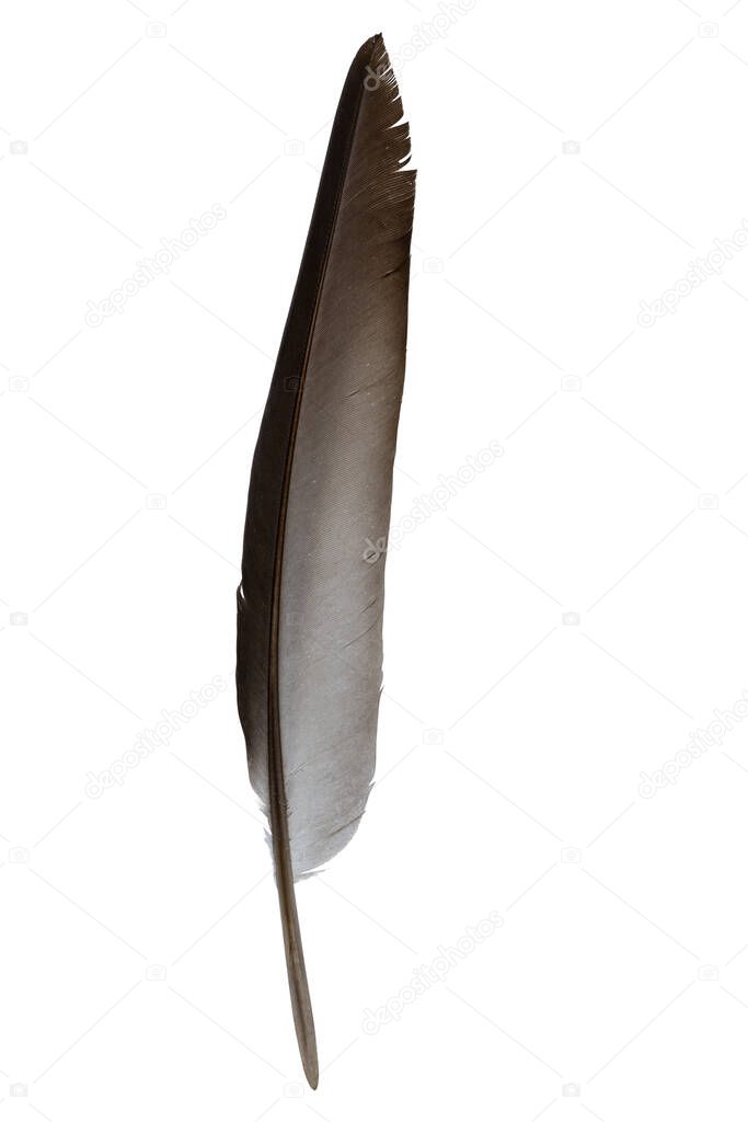 Feathered black isolated on white background with clipping path included.