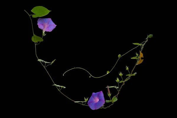 Reben Pflanze Morning Glory Blume Isoliert Auf Schwarzem Hintergrund Mit — Stockfoto