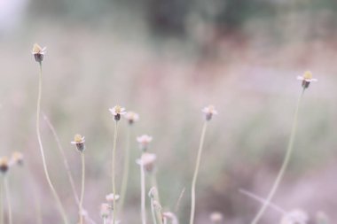Yumuşak, ılık ışıkta çayır çiçekleri. Klasik sonbahar manzarası bulanık doğal arkaplan.