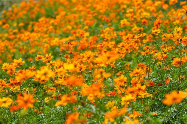 Kozmos çiçeği, doğa açık hava ilkbaharı çiçek açıyor.