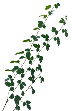 Asma orman dalları sarkmış. Tırmanıcı kırpma yolu dahil olmak üzere beyaz arkaplanda izole edildi. 