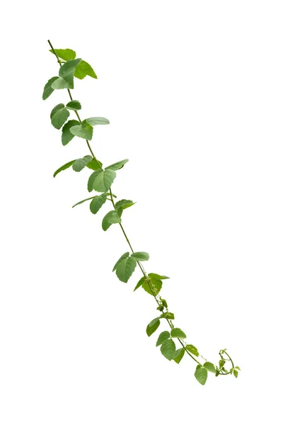 Popínavá Rostlina Lezení Izolované Bílém Pozadí Výstřižkem Cesta Zahrnuta — Stock fotografie