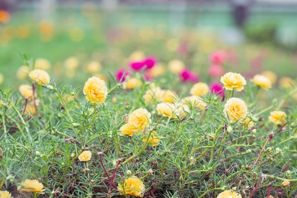 Portulaca Piękne Kwiaty Miękkim Ciepłym Świetle Vintage Jesienny Krajobraz Zamazane — Zdjęcie stockowe