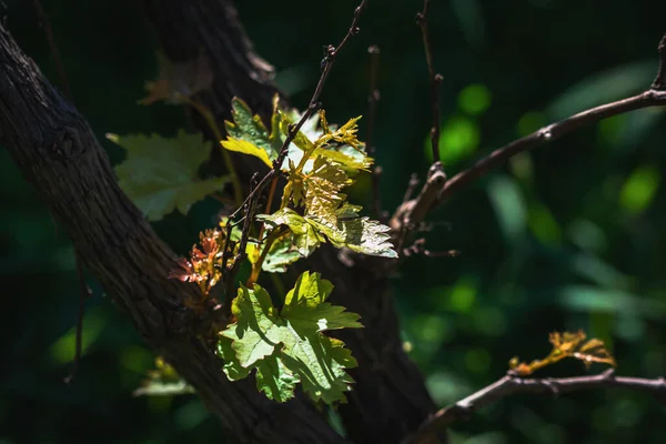 Drzewo Winogronowe Przyrodzie Zewnątrz — Zdjęcie stockowe