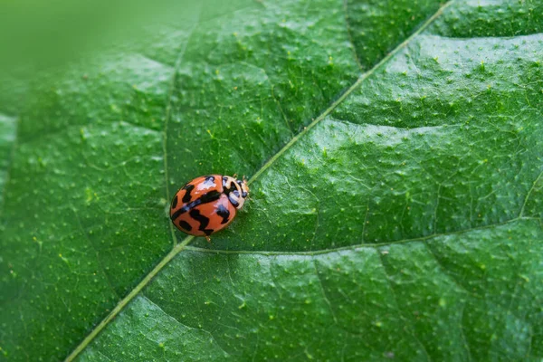 Ladybug Green Leaves Spring — Stock Photo, Image