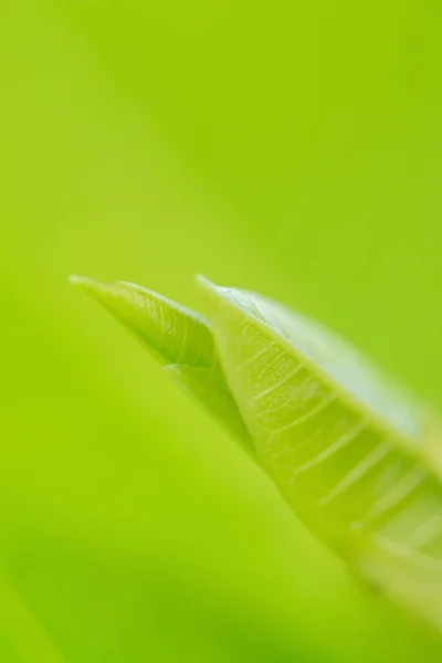 Feuilles Vertes Feuillage Nature Printemps Fond Blanc Pour Conception — Photo