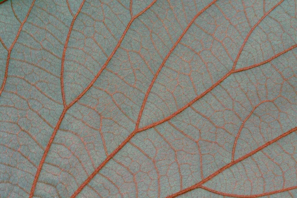 Hojas Verdes Follaje Naturaleza Primavera Fondo Blanco Para Diseño — Foto de Stock