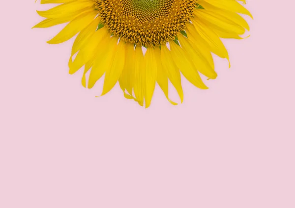 Girasol Sobre Fondo Pastel Rosa — Foto de Stock