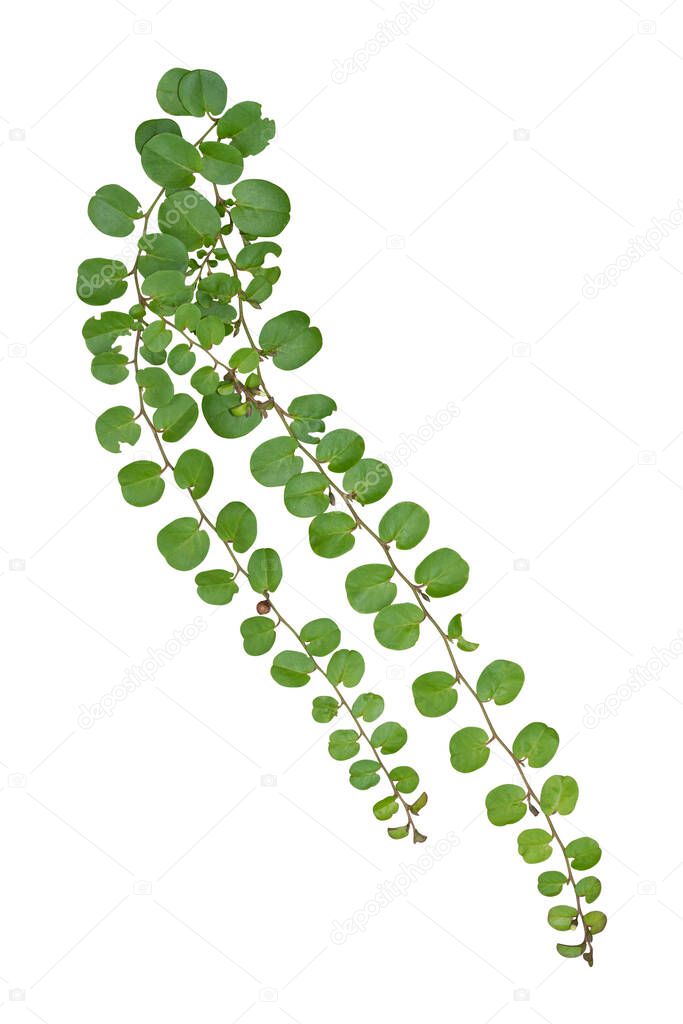 vine plant jungle climbing isolated on white background with clipping path included.