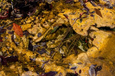 Su yüzeyinde yüzen yosunların dokusu. 