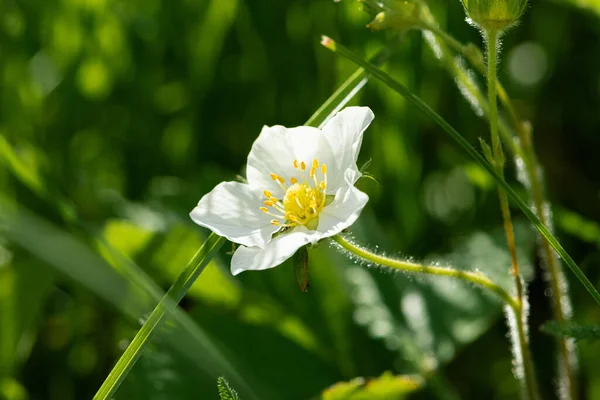 A small white strawberry flower in the sunlight. Wild flowers and berries. Strawberry blossom.