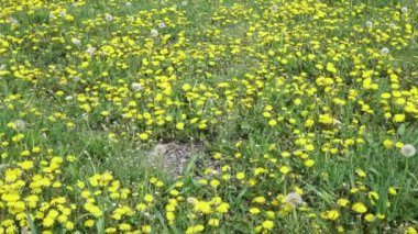 Çiçek açan karahindibalar