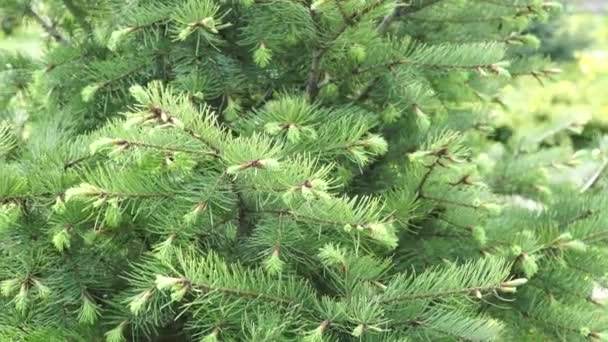 Young spruce with shoots on the garden plot in the spring — Stock Video