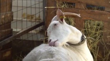 Yazın, keçiler köyde yürürler. Hayvanlı çiftlik.