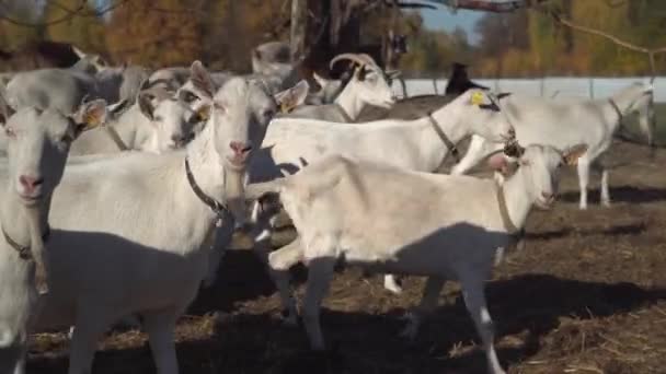 Влітку кози гуляють у селі. Ферма з тваринами . — стокове відео