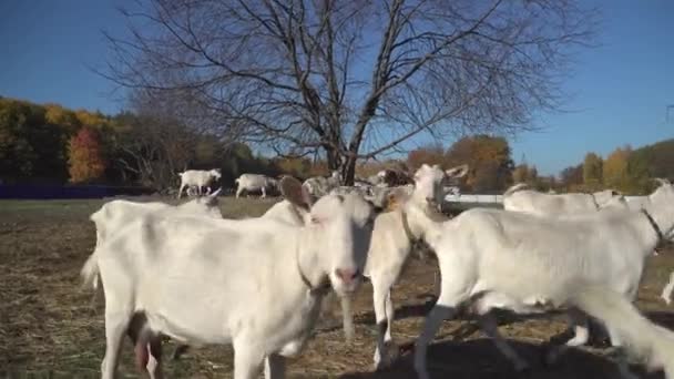 Latem kozy przechadzają się po wiosce. Gospodarstwo ze zwierzętami. — Wideo stockowe