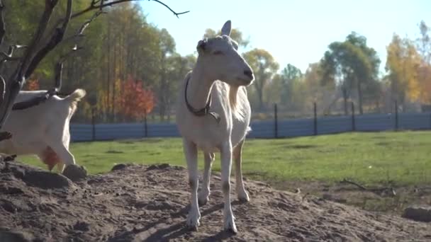 En été, les chèvres marchent dans le village. Ferme avec animaux.