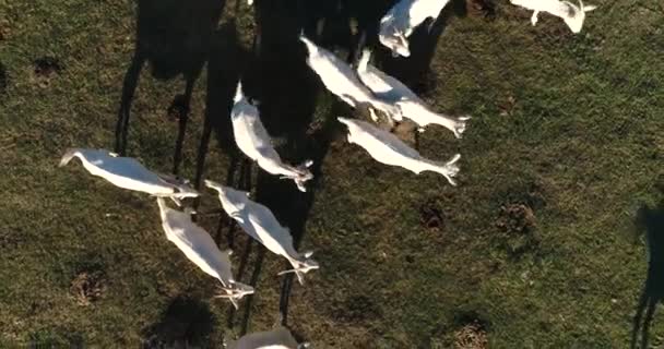 夏にはヤギが村を歩く。動物との農場. — ストック動画