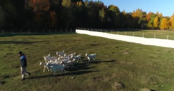 En été, les chèvres marchent dans le village. Ferme avec animaux.