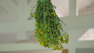 Çay için kekik topluyordum. Evdeki otları kurut..