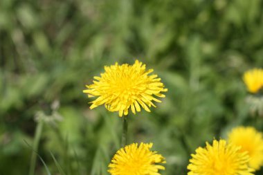 Yeşil çayırda parlak sarı karahindiba