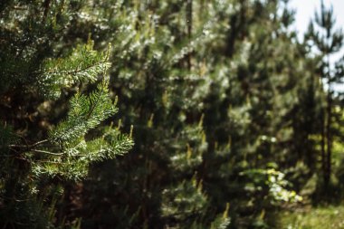 Bir ladin duvarının arka planında parlak ladin dalı