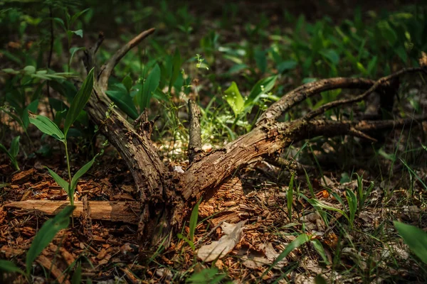 昆虫のいる森の枝の間に小さなクモの巣 — ストック写真