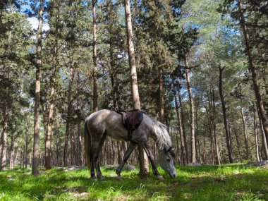 Ormanlarda otlayan safkan Arap atı. Ormanda otlayan safkan bir Arap atı..