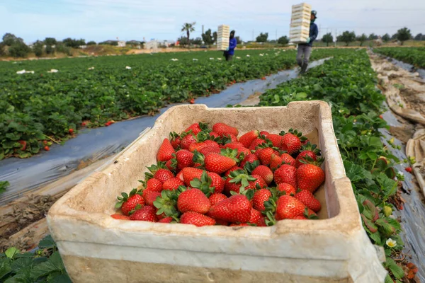 Scatola con fragole appena raccolte in un campo di fragole. — Foto Stock