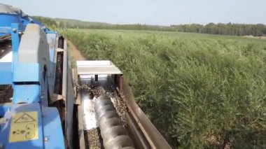 Zeytin hasatçısı Hopper 'ı olgunlaşmış zeytinle birleştirdi..