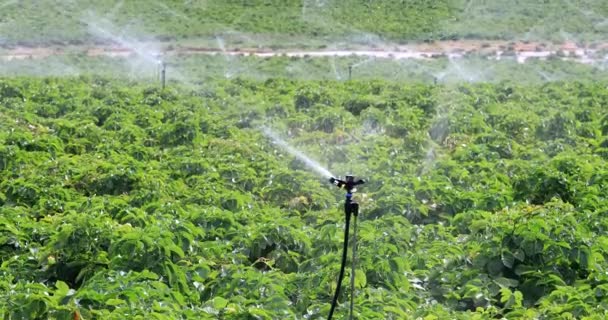 Bewässerungssystem. Automatischer Rasensprenger, der ein großes grünes landwirtschaftliches Feld bewässert. — Stockvideo