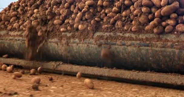 Fresh picked Potatoes are moving on conveyor belts in an extensive sorting and packing facility. — Stock Video