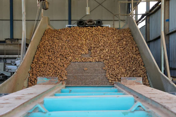 Patatas recién recogidas se mueven en las cintas transportadoras en una amplia instalación de clasificación y embalaje . — Foto de Stock