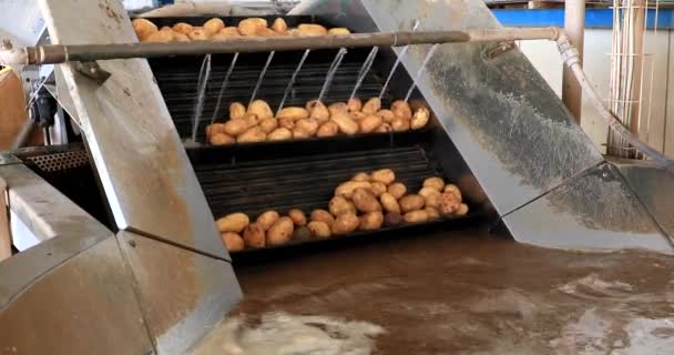 Frisch gepflückte Kartoffeln bewegen sich auf Förderbändern im Reinigungs-, Sortier- und Verpackungsprozess einer Verpackungsfabrik. — Stockvideo