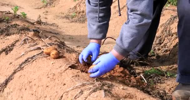 Rolnik wykopuje dojrzałe ziemniaki i kładzie je na ziemi. — Wideo stockowe
